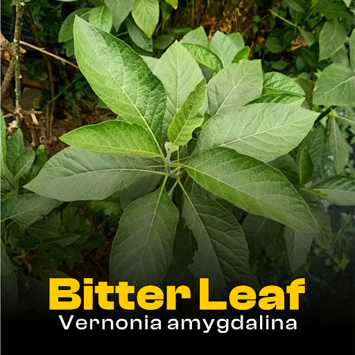 Vernonia Amygdalina — Bitter Leaf